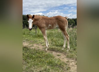American Quarter Horse Mix, Hengst, Fohlen (04/2025), Rotfuchs