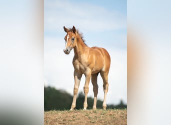 American Quarter Horse, Hengst, Fohlen (01/2026), Rotschimmel