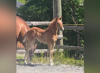 American Quarter Horse, Hengst, Fohlen (04/2026), Rotschimmel