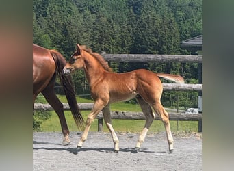 American Quarter Horse, Hengst, Fohlen (04/2026), Rotschimmel