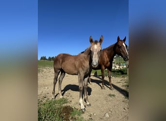American Quarter Horse, Hengst, Fohlen (04/2026), Rotschimmel