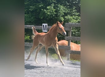 American Quarter Horse, Hengst, Fohlen (04/2026), Rotschimmel
