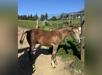 American Quarter Horse, Hengst, Fohlen (04/2026), Rotschimmel