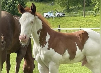 American Quarter Horse, Hengst, Fohlen (05/2024), Schecke