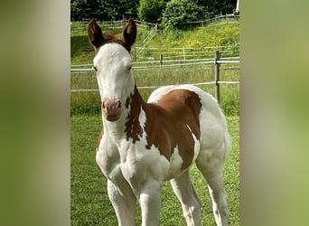 American Quarter Horse, Hengst, Fohlen (05/2024), Schecke