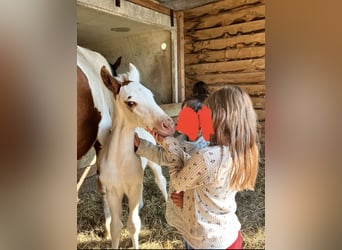 American Quarter Horse, Hengst, Fohlen (04/2023), Schecke
