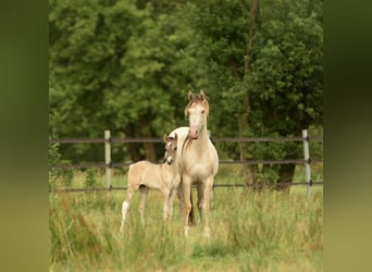 American Quarter Horse, Hengst, 