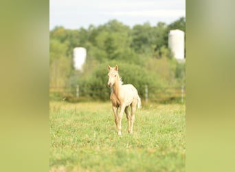 American Quarter Horse, Hengst, 