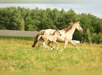 American Quarter Horse, Hengst, 