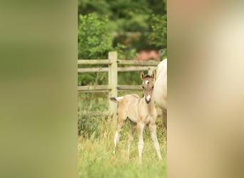 American Quarter Horse, Hengst, 