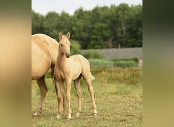 American Quarter Horse, Hengst, 