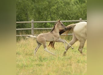 American Quarter Horse, Hengst, 