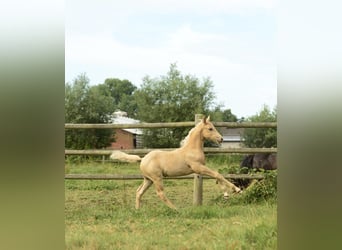 American Quarter Horse, Hengst, 