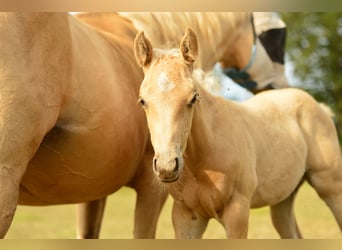 American Quarter Horse, Hengst, 