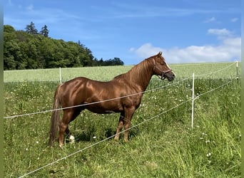 American Quarter Horse, Hengst, 18 Jahre, 148 cm, Fuchs