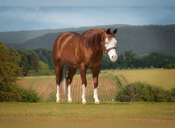 American Quarter Horse, Hengst, 11 Jahre, 150 cm, Fuchs