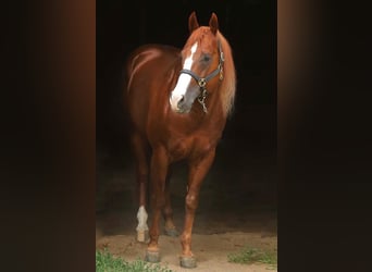 American Quarter Horse, Hengst, 12 Jahre, 154 cm, Fuchs