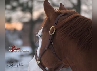 American Quarter Horse, Hengst, 15 Jahre, 147 cm, Fuchs