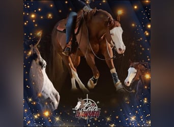 American Quarter Horse, Hengst, 15 Jahre, 147 cm, Fuchs