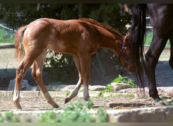 American Quarter Horse, Hengst, 15 Jahre, 147 cm, Fuchs