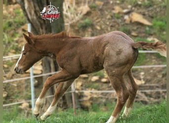 American Quarter Horse, Hengst, 15 Jahre, 147 cm, Fuchs