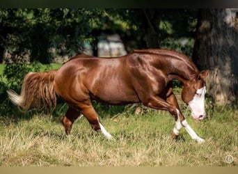 American Quarter Horse, Hengst, 15 Jahre, 147 cm, Fuchs