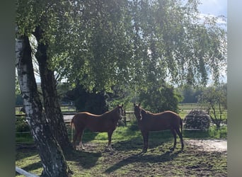 American Quarter Horse, Hengst, 19 Jahre, 148 cm, Fuchs