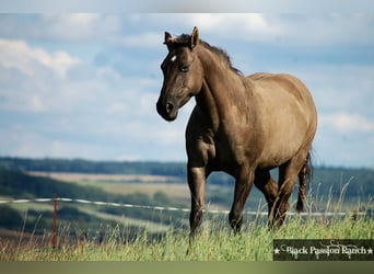 American Quarter Horse, Hengst, 20 Jaar, 160 cm, Grullo