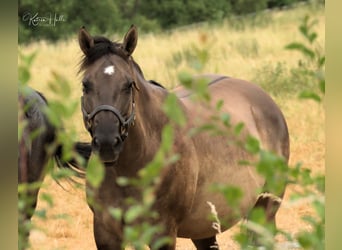 American Quarter Horse, Hengst, 20 Jaar, 160 cm, Grullo
