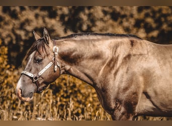 American Quarter Horse, Hengst, 4 Jahre, 148 cm, Grullo