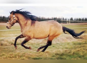 American Quarter Horse, Hengst, 13 Jahre, 153 cm, Grullo