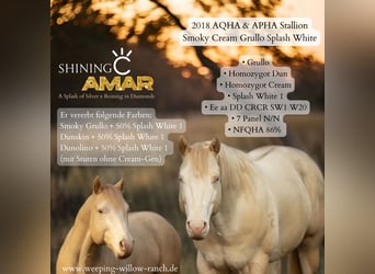 American Quarter Horse, Hengst, 5 Jaar, 153 cm, Grullo