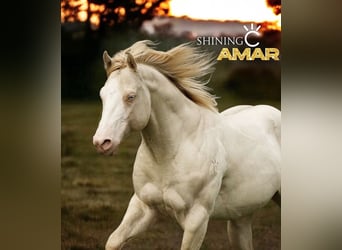American Quarter Horse, Hengst, 5 Jaar, 153 cm, Grullo