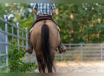 American Quarter Horse, Hengst, 4 Jaar, 150 cm, Grullo