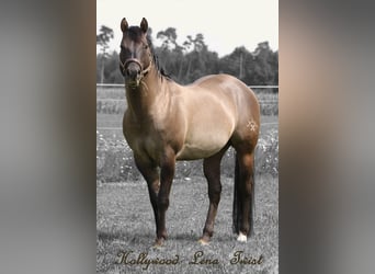 American Quarter Horse, Hengst, 18 Jaar, 153 cm, Grullo
