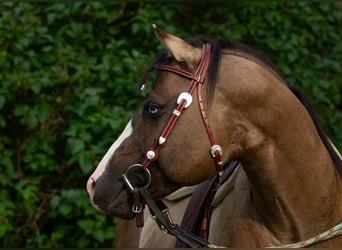American Quarter Horse, Hengst, 4 Jahre, 150 cm, Grullo