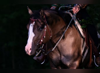 American Quarter Horse, Hengst, 4 Jahre, 150 cm, Grullo