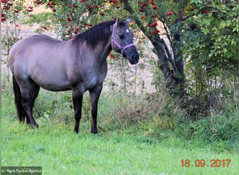 American Quarter Horse, Hengst, 20 Jahre, 160 cm, Grullo