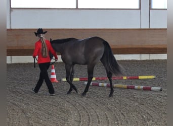 American Quarter Horse, Hengst, 19 Jahre, 160 cm, Grullo