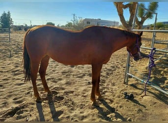 American Quarter Horse, Hengst, 10 Jahre, 183 cm, Hellbrauner