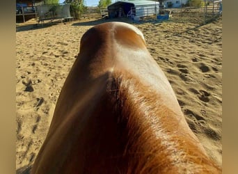 American Quarter Horse, Hengst, 10 Jahre, 183 cm, Hellbrauner