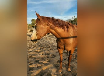 American Quarter Horse, Hengst, 10 Jahre, 183 cm, Hellbrauner