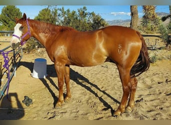 American Quarter Horse, Hengst, 10 Jahre, 183 cm, Hellbrauner