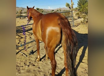 American Quarter Horse, Hengst, 10 Jahre, 183 cm, Hellbrauner