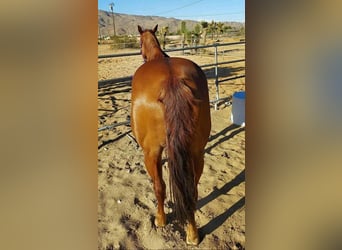 American Quarter Horse, Hengst, 10 Jahre, 183 cm, Hellbrauner