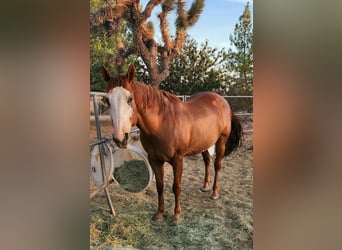 American Quarter Horse, Hengst, 10 Jahre, 183 cm, Hellbrauner
