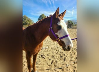 American Quarter Horse, Hengst, 10 Jahre, 183 cm, Hellbrauner