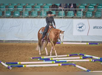 American Quarter Horse, Hengst, 7 Jahre, Overo-alle-Farben American Quarter Horse, Hengst, 7 Jahre, Overo-alle-Farben