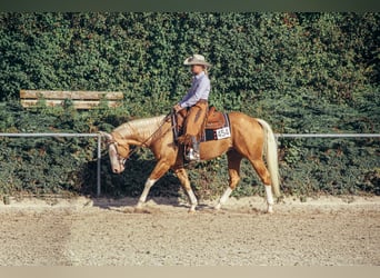 American Quarter Horse, Hengst, 7 Jahre, Overo-alle-Farben American Quarter Horse, Hengst, 7 Jahre, Overo-alle-Farben