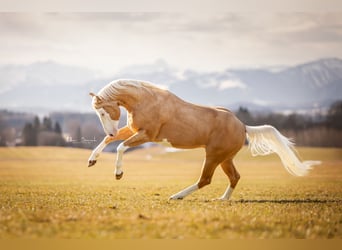 American Quarter Horse, Hengst, 5 Jahre, Overo-alle-Farben